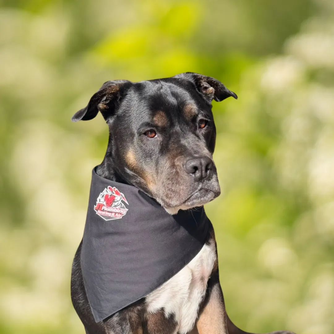 Calvin — JT Plumbing mascot